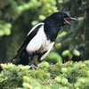 Black-billed Magpie