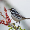 Black-throated Gray Warbler