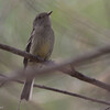 Dusky Flycatcher