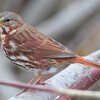 Fox Sparrow
