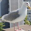 Glaucous-winged Gull