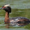 Horned Grebe