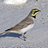 Horned Lark