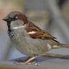House Sparrow