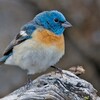 Lazuli Bunting