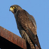 Peregrine Falcon