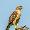 Red-shouldered Hawk
