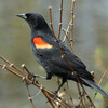 Red-winged Blackbird