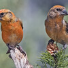 Red Crossbill