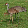 Sandhill Crane