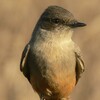 Say's Phoebe