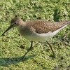 Solitary Sandpiper