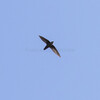Vaux's Swift