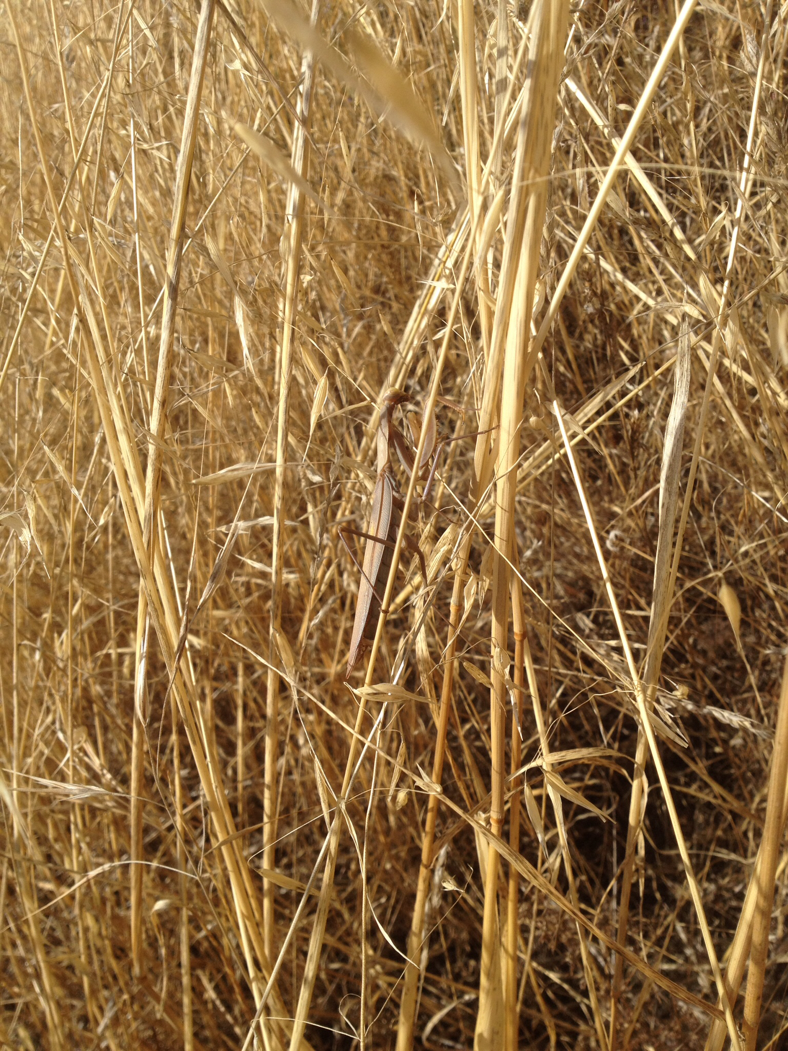 Mantis religiosa