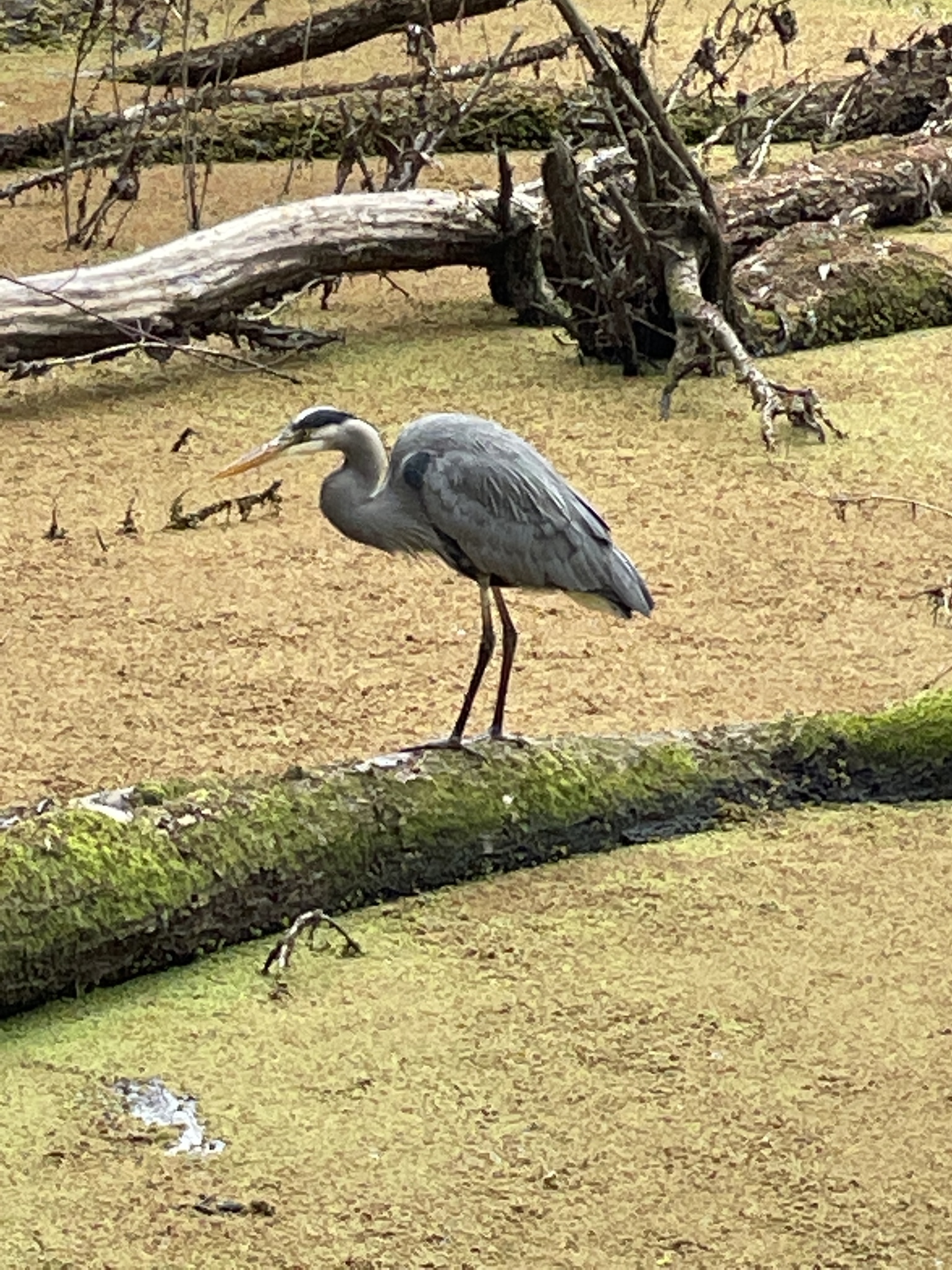 Ardea herodias