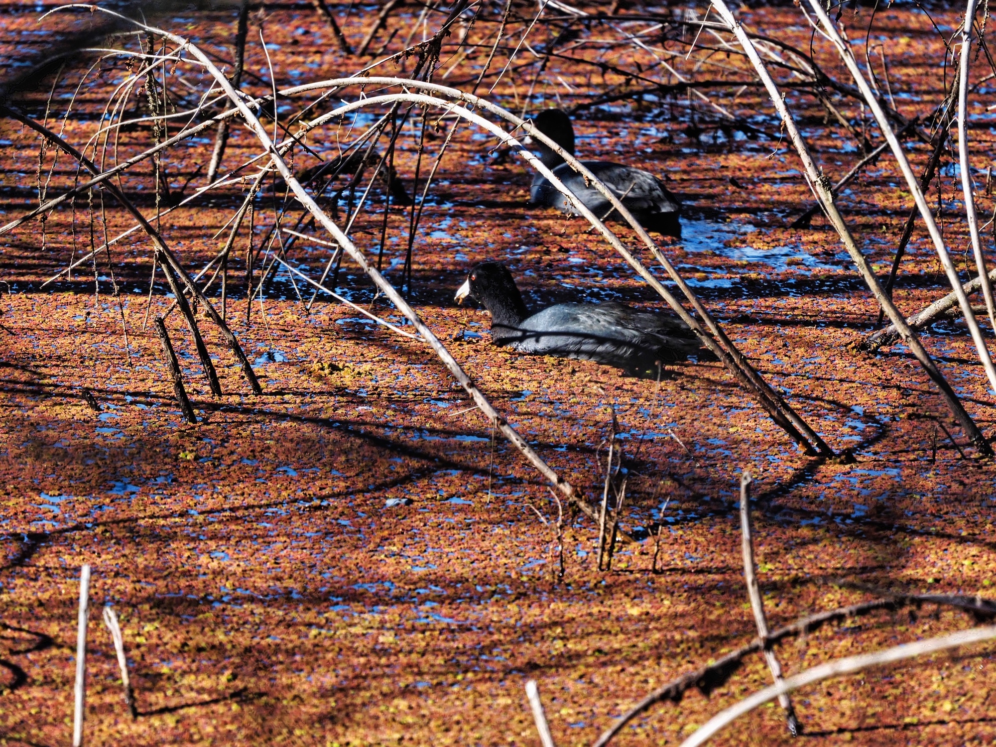 Fulica americana