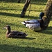 Mallard