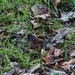 Dark-eyed Junco