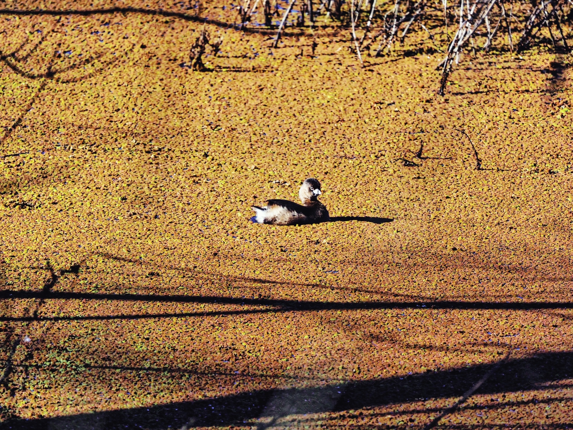 Podilymbus podiceps