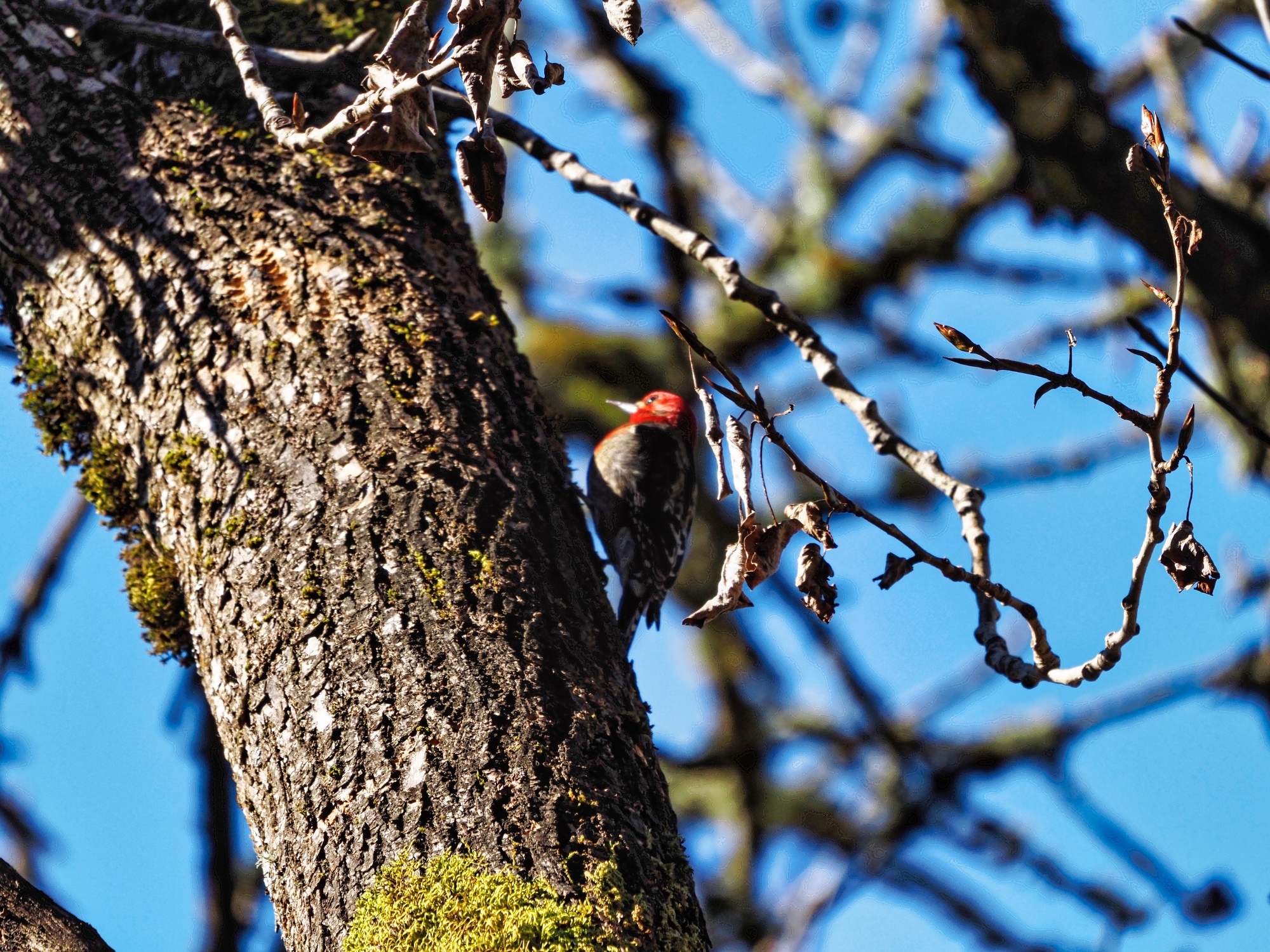 Sphyrapicus ruber