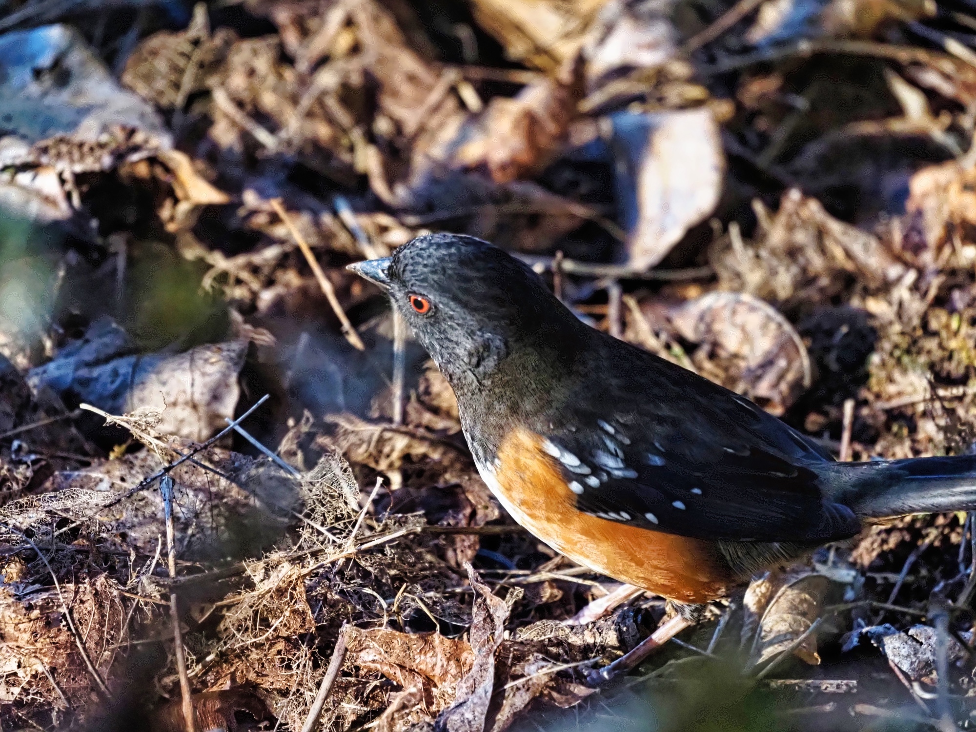 Pipilo maculatus