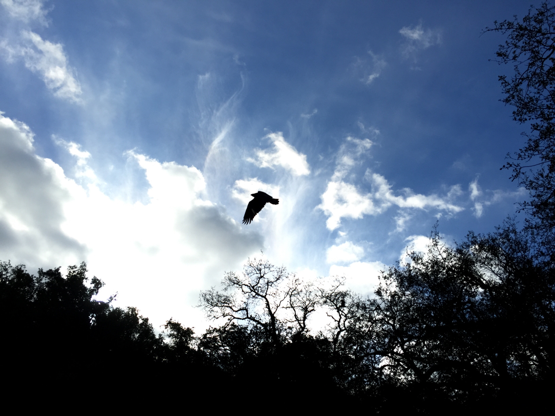Aquila chrysaetos