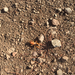 North American Jerusalem Crickets