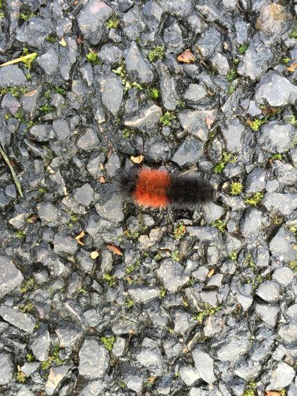 Pyrrharctia isabella