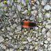 Isabella Tiger Moth