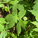Pacific Waterleaf