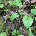 mayflowers and false Solomon's seals