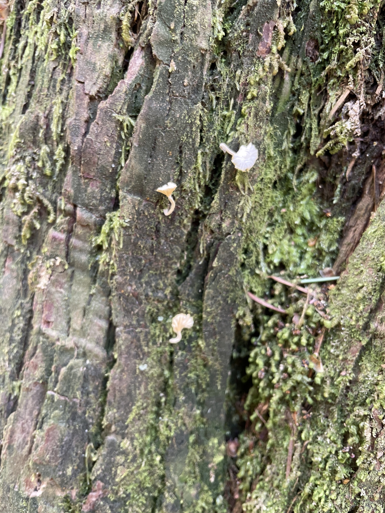 Lichenomphalia