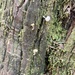 Lichenomphalia