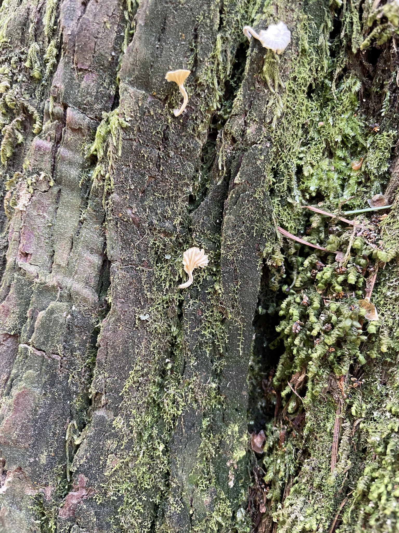 Lichenomphalia