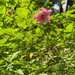 Salmonberry