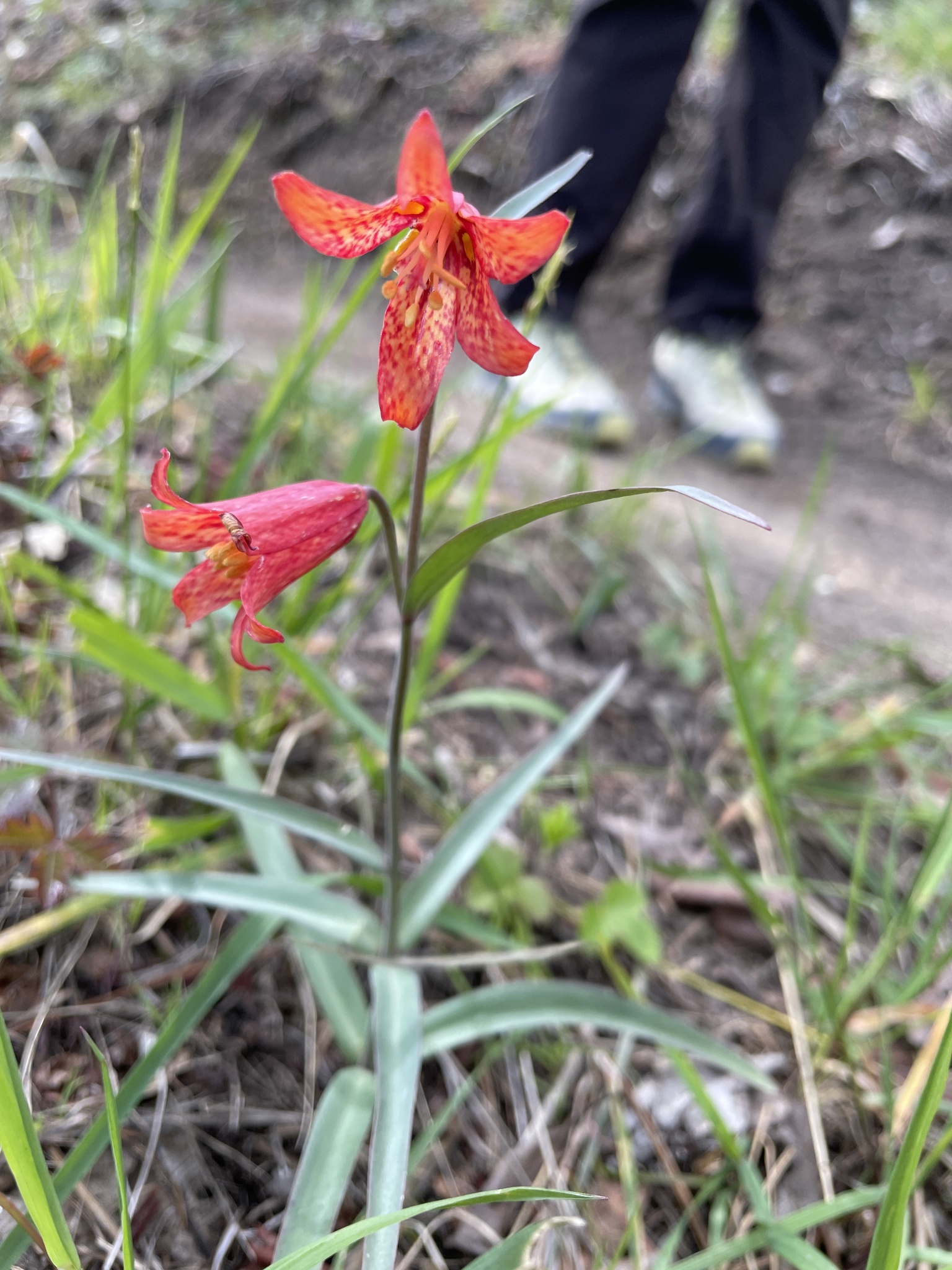 Fritillaria recurva