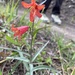 scarlet fritillary