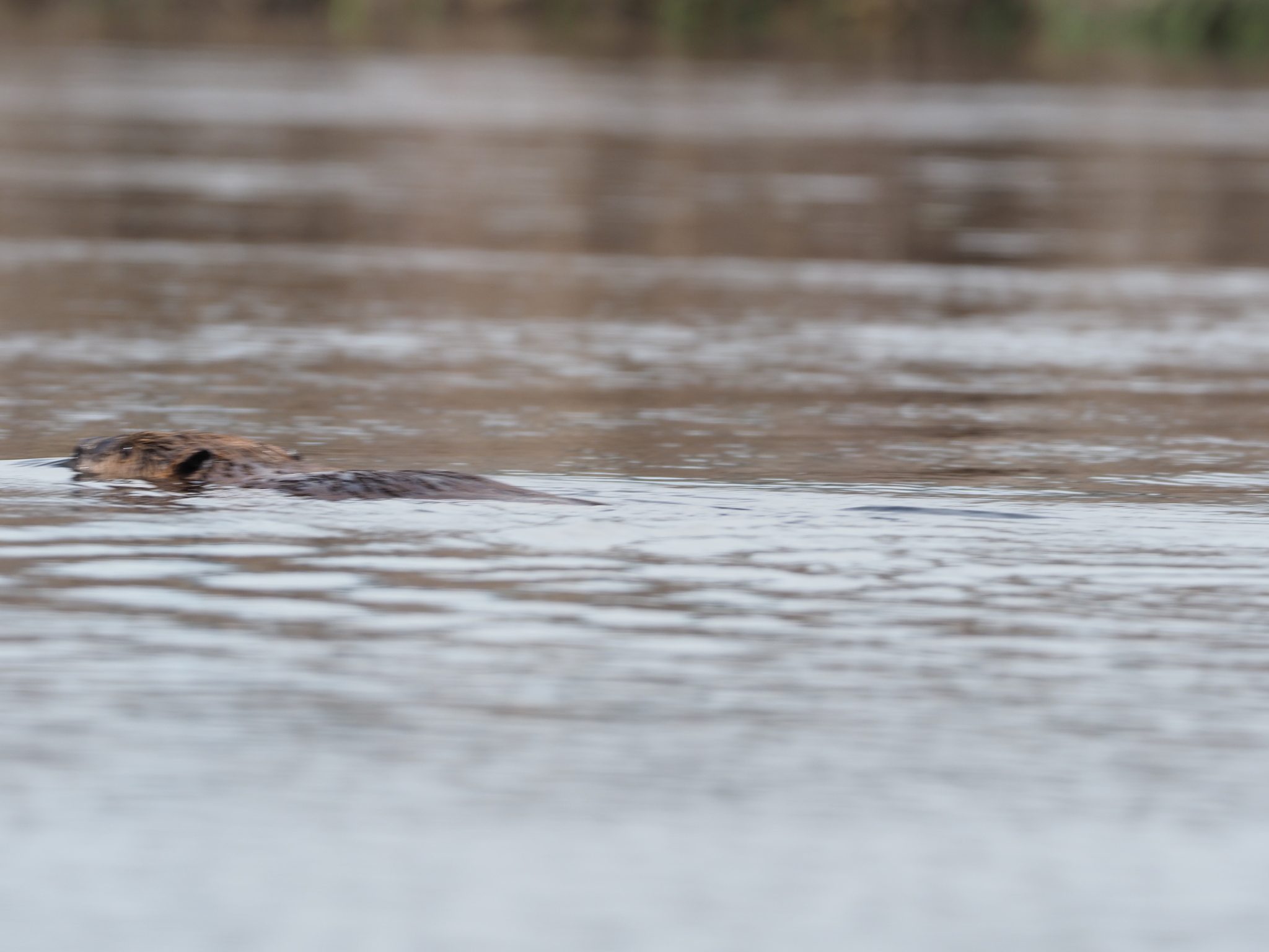Castor canadensis