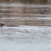 American Beaver