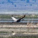 Sandhill Crane
