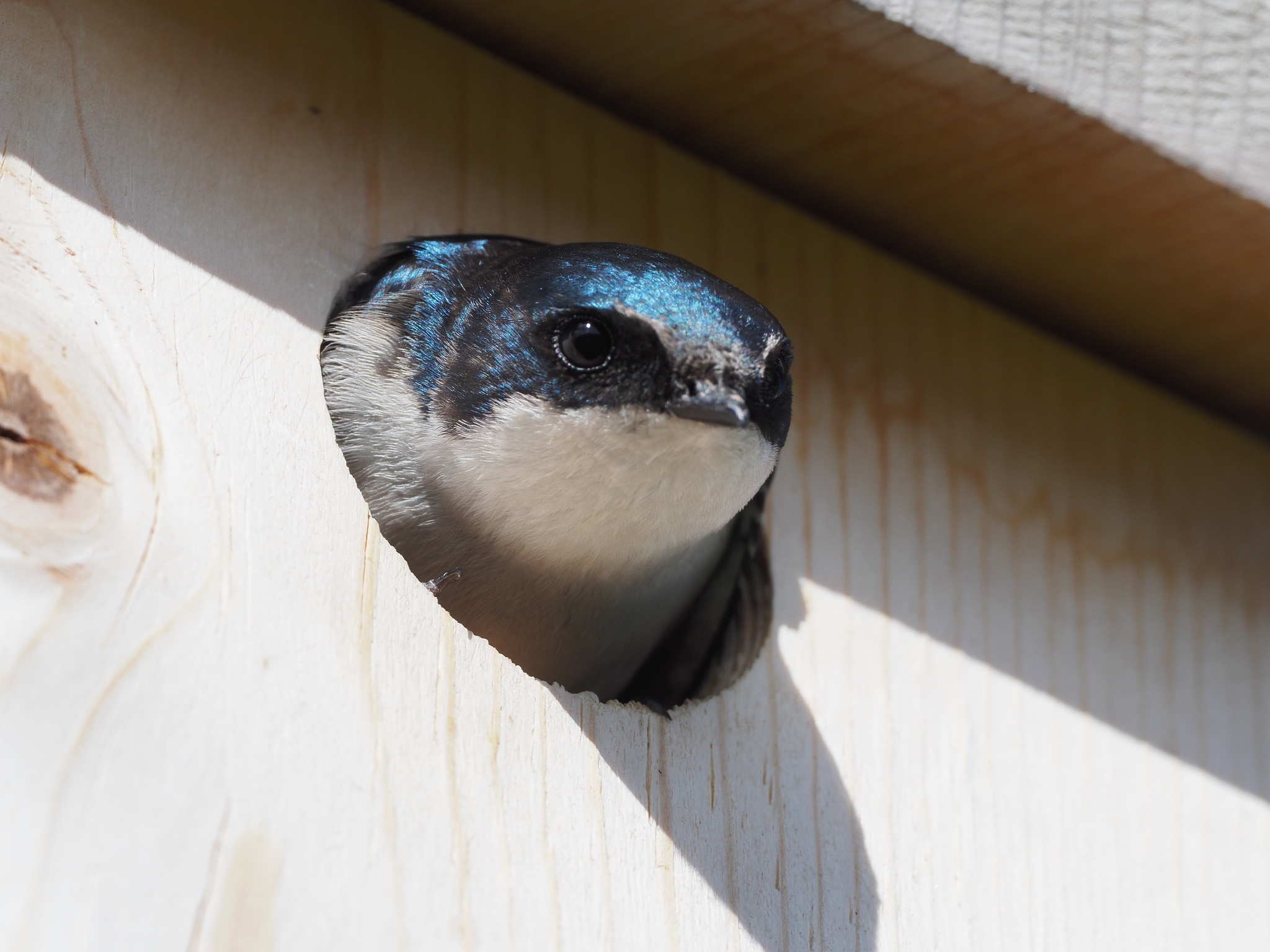 Tachycineta bicolor