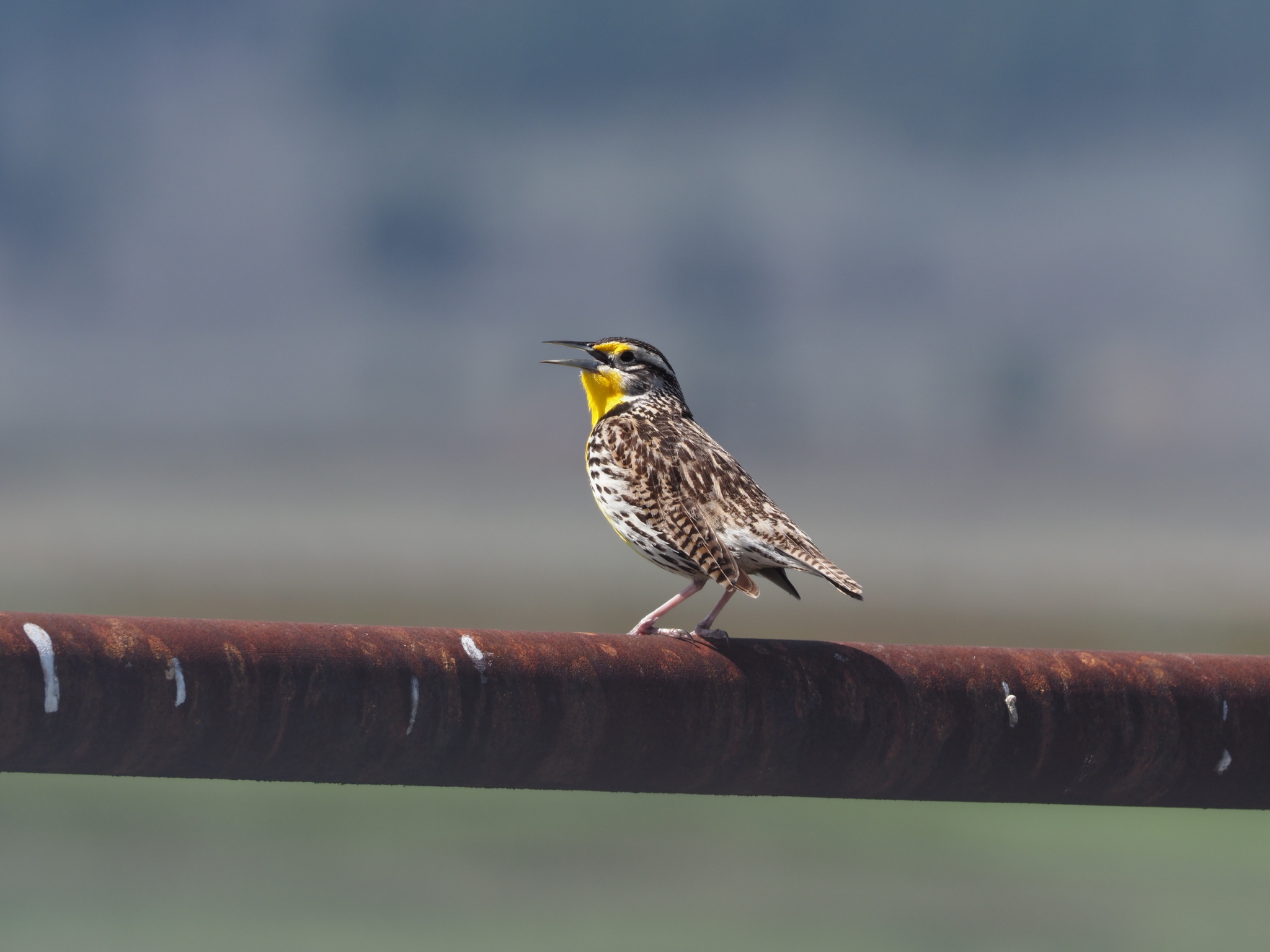 Sturnella neglecta