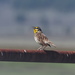 Western Meadowlark