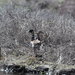 Mallard