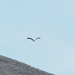 American Osprey