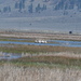 American White Pelican
