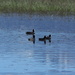 American Coot