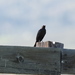 Brewer's Blackbird