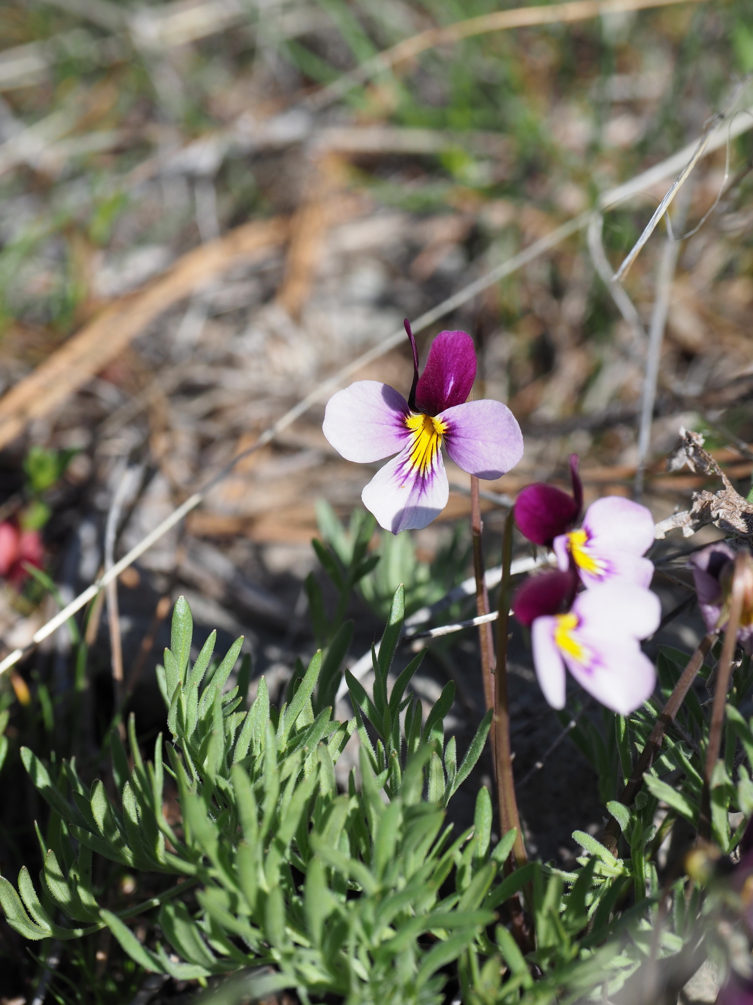 Viola beckwithii