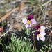 Beckwith's Violet